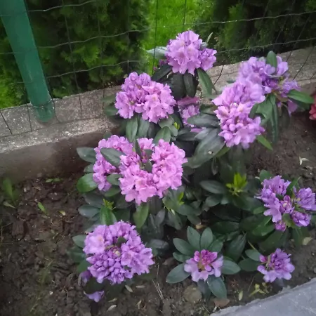 семеен при вергил 2* Sapareva Banya