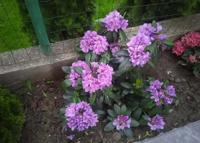 семеен при вергил 2* Sapareva Banja